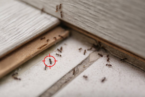 Best Pest Inspection Near Me  in Tuckerton, NJ