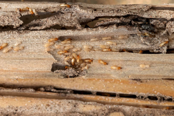 Best Pest Removal Services  in Tuckerton, NJ